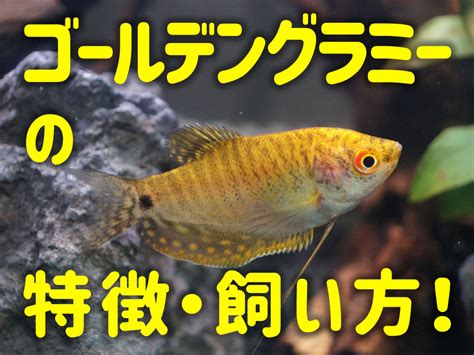 金色 魚|ゴールデングラミーの飼い方・特徴！水槽サイズや餌。